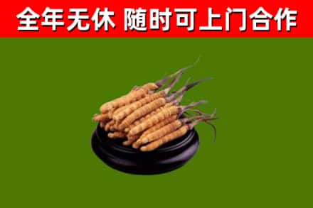 商城县回收冬虫夏草