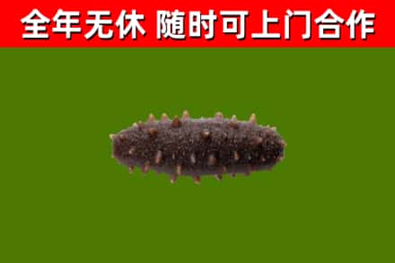 商城县回收海参干